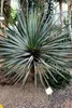 Sokotra Drachenblutbaum (Dracaena cinnabari)  - 1 Samen Produktbild-Vorschau 5