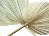 2x Dekoblatt "Palme" Naturprodukt, Palmenblatt, 50 - 70 cm Produktbild-Vorschau 5
