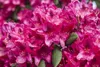 Rhododendron Hybride Erato 40-50 cm, im Topf, immergrün Produktbild-Vorschau 3
