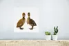 MuchoWow® Poster Zwei Baby-Enten schauen in die Kamera Produktbild-Vorschau 5