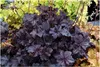 Stauden Gänge 3 x Heuchera Hybride 'Obsidian' im 1 Liter Produktbild-Vorschau 1