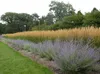 Stauden Gänge 1 x Calamagrostis x acutiflora 'Karl Förster' Produktbild-Vorschau 3