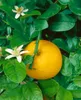 Poncirus trifoliata, Bitterorange, 60–80 cm Produktbild-Vorschau 10