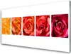 Acrylglasbilder 100x50 Wandbild Druck Rosen Pflanzen Produktbild-Vorschau 1