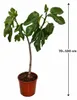 Ficus carica Cuello de Dama Blanca – fíkovník 70–100 cm, Náhled obrázku produktu 5