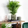 Bloomique - Chamaedorea Elegans - Bergpalme - Produktbild-Vorschau 6