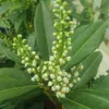 Alloro Ciliegia Otto Luyken 1L Anteprima dell’immagine prodotto 4