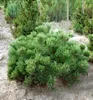 Bergkiefer ´MUGHUS´ 15-20 cm, Cont. 2,5 l Produktbild-Vorschau 3