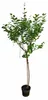 Zwergflieder Stamm Syringa meyeri Palibin 120 cm | Produktbild-Vorschau 4