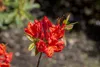 Rhododendron luteum 'Royal Command', gelb, 40–50 cm Produktbild-Vorschau 2