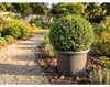 Nohel Garden Květník CAMPANULA plastový d50x37cm Náhled obrázku produktu 8