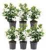 Plants by Frank | 6 Dipladénia White | Mandevilla | Fleurs Voir les images du produit 1