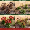 Stauden Gänge 1 x Echinacea purpurea 'Lakota Red' - Roter Produktbild-Vorschau 6