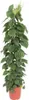 Herzblatt Philodendron Scandens - Zimmerpflanze - 150cm - Produktbild-Vorschau 2