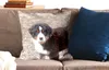 MuchoWow® Zierkissen Sofakissen Wohnzimmer Dekokissen 50x50 Produktbild-Vorschau 2