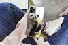 MuchoWow® Handyhülle Schutzhülle Hülle für iPhone 11 Pro Produktbild-Vorschau 3
