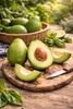 Avocadopflanze Ettinger 130–160 cm | Echter Avocadobaum im Produktbild-Vorschau 1