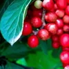 A close-up view of red berries and a green leaf on a plant. Produktbild-Vorschau