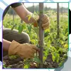 EDIBAZZAR | Jutestruik, groen, natuurlijke kleur, Productafbeelding-voorbeeld 9