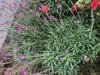 6 x Erysimum 'Bowles' Mauve' - Zlatý lak - květináč 9x9 cm Náhled obrázku produktu 1