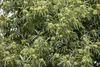 Castanea sativa, Esskastanie, 80–100 cm Produktbild-Vorschau 5