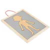 Magnetyczne puzzle - Nauka anatomii - Ciało człowieka Podgląd zdjęcia produktu 10