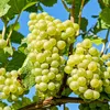 Winorośl właściwa - 3 szt - Vitis vinifera 'Chardonnay' - Podgląd zdjęcia produktu 3