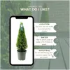 Plants by Frank | Pyramide de houx du Japon | Ilex crenata Voir les images du produit 5