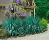 Yucca filamentosa, Palmlilie, 40–60 cm Produktbild-Vorschau 9