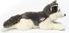 A plush toy husky dog lying down on a white background. Produktbild-Vorschau