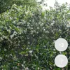 3x Trachelospermum Jasminoides – Toskanischer Jasmin – Produktbild-Vorschau 2