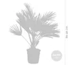 Bloomique - Chamaerops Humilis - Palma karłowata europejska Podgląd zdjęcia produktu 3