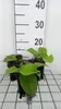 6 x Trachystemon orientalis - Trachystemon orientalis - Anteprima dell’immagine prodotto 2