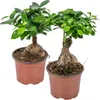 Bloomique - Lot de 2 - Ficus Ginseng - Bonsaï - Plantes Voir les images du produit 1