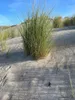 Stauden Gänge 3 x Ammophila arenaria im 1 Liter Topf - Produktbild-Vorschau 3