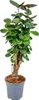 Bloomique - Polyscias Fabian - Aralia - Plante d’intérieur Voir les images du produit 1