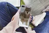 MuchoWow® Handyhülle Schutzhülle Hülle für iPhone 8 Wolf - Produktbild-Vorschau 3