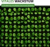 Salatrauke Einjährig Samen - Eruca sativa - Salatraukesamen Produktbild-Vorschau 5