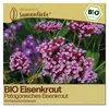 Samenliebe  Eisenkraut Samen | Patagonisches Eisenkraut - Produktbild-Vorschau 1