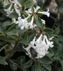 Osmanthus delavayi - Fiore profumato cinese 30- 40 cm - Anteprima dell’immagine prodotto 2