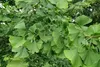 SAFLAX - Ginkgo - 4 Samen - Mit keimfreiem Anzuchtsubstrat Produktbild-Vorschau 8