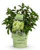 Green boutiQ - Gartenpflanze - Hydrangea panniculata Produktbild-Vorschau 2