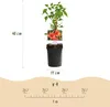 Trubač Campsis radicans Madame Galen – oranžové květy – 2 Náhled obrázku produktu 4
