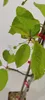 A close-up of a young cherry tree branch with green leaves and a single white flower. Náhľad obrázku produktu