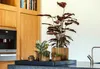 A collection of potted plants arranged on a dark tray on a kitchen counter, with wooden cabinets and a coffee machine in the background. Produktbild-Vorschau