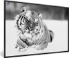 MuchoWow® MuchoWow® Gerahmtes Poster Tiger - Schnee - Produktbild-Vorschau 1