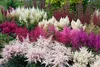 Stauden Gänge 3 x Astilbe arendsii Kollektion - Produktbild-Vorschau 5