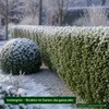 Stauden Gänge 5 x Ilex crenata 'Stokes' - Niedriger Berg Produktbild-Vorschau 7