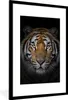 MuchoWow® Gerahmtes Poster Tiger - Wildtiere - Porträt - Produktbild-Vorschau 1
