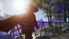 Ghost of Tsushima (Director’s Cut) Produktbild-Vorschau 16